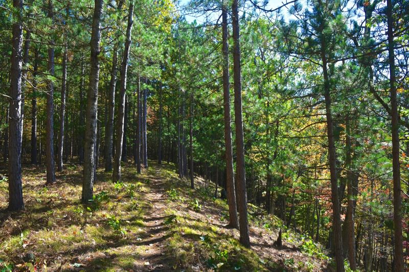 Manistee River Trail